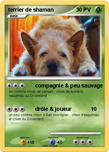 Pokemon terrier de shaman