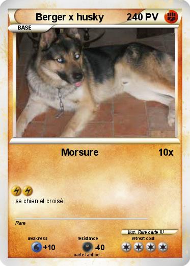 Pokemon Berger x husky         2
