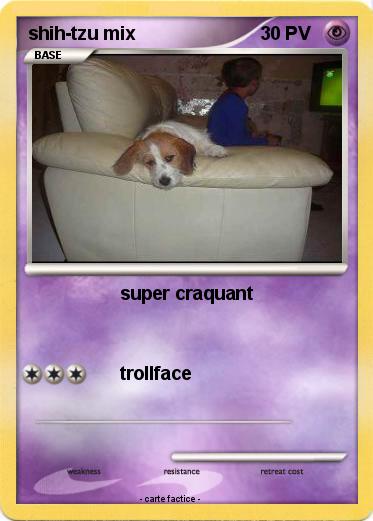 Pokemon shih-tzu mix