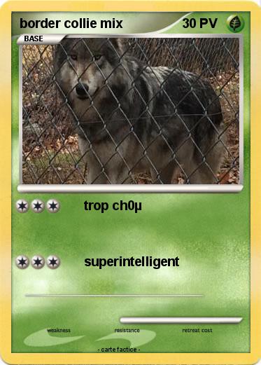 Pokemon border collie mix