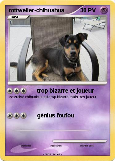 Pokemon rottweiler-chihuahua