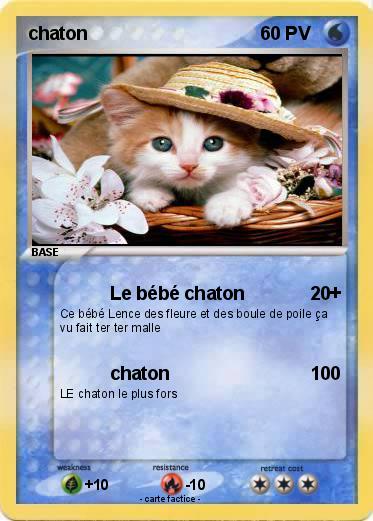 Pokemon chaton