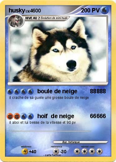 Pokemon husky