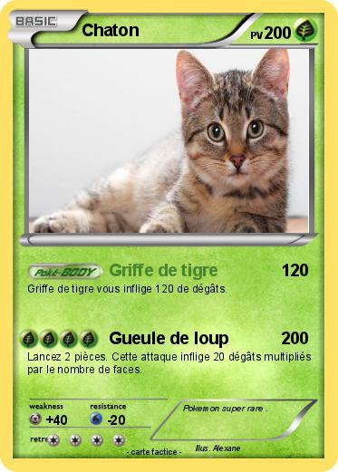 Pokemon Chaton