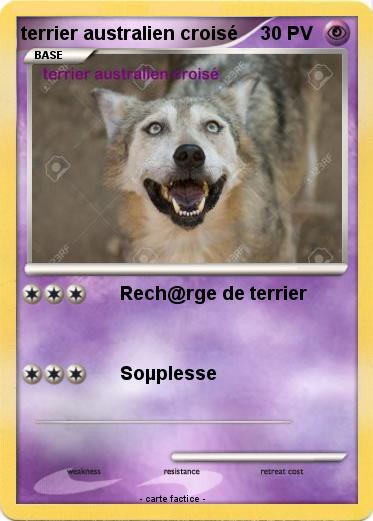 Pokemon terrier australien croisé