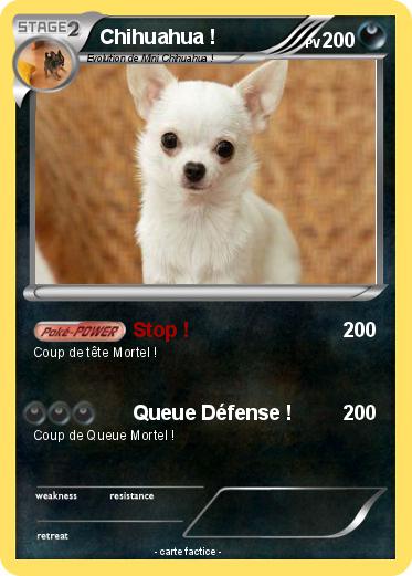 Pokemon Chihuahua !