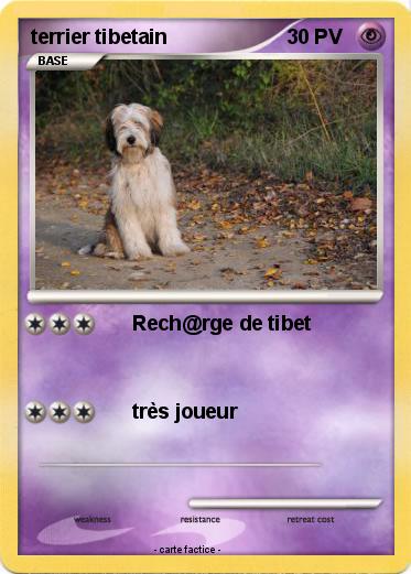 Pokemon terrier tibetain