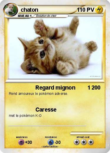 Pokemon chaton