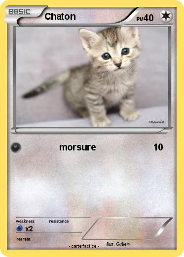 Pokemon Chaton