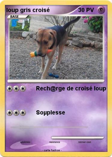 Pokemon loup gris croisé