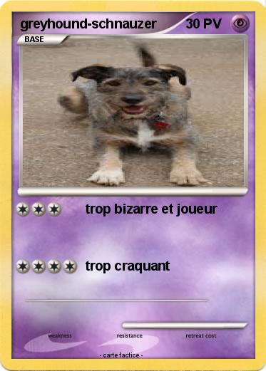 Pokemon greyhound-schnauzer