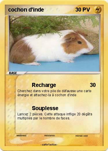Pokemon cochon d'inde