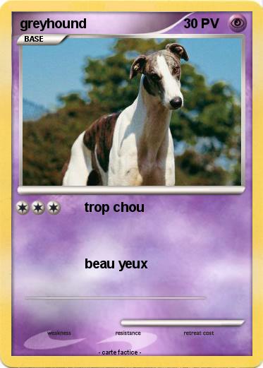 Pokemon greyhound