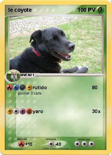 Pokemon le coyote