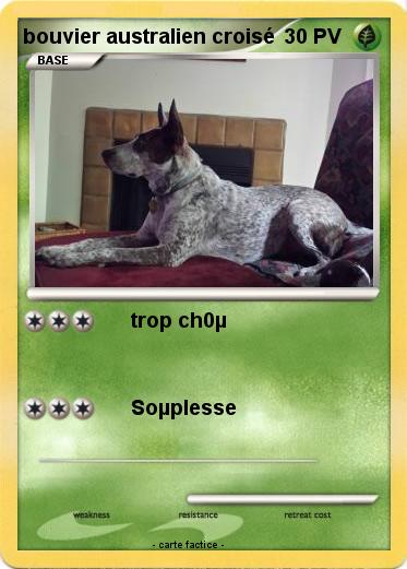 Pokemon bouvier australien croisé