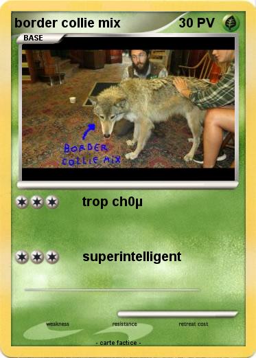 Pokemon border collie mix