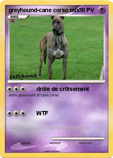 Pokemon greyhound-cane corso mix