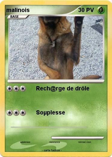 Pokemon malinois