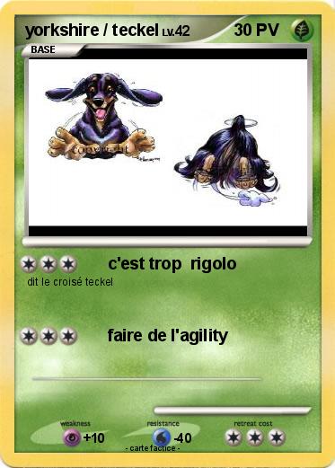Pokemon yorkshire / teckel
