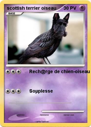 Pokemon scottish terrier oiseau
