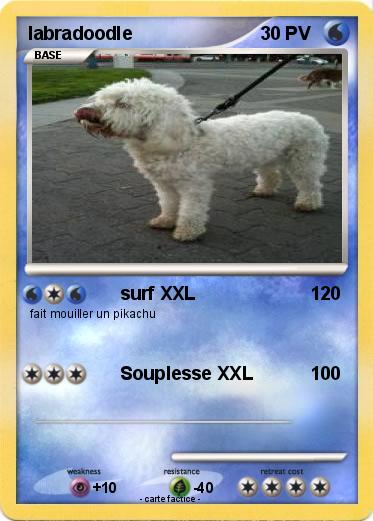 Pokemon labradoodle