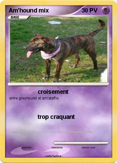 Pokemon Am'hound mix