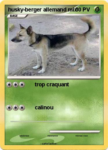 Pokemon husky-berger allemand mix