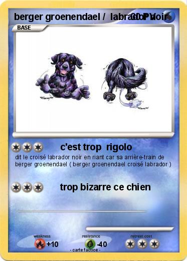 Pokemon berger groenendael /  labrador noir