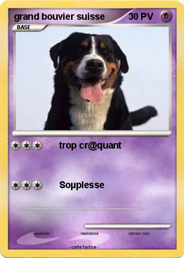 Pokemon grand bouvier suisse