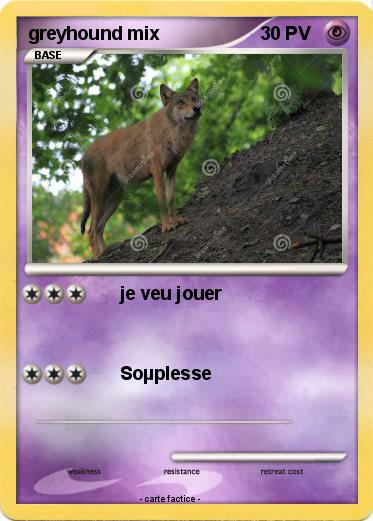 Pokemon greyhound mix