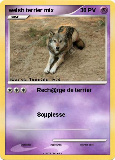 Pokemon welsh terrier mix