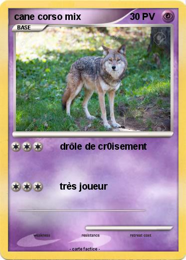 Pokemon cane corso mix