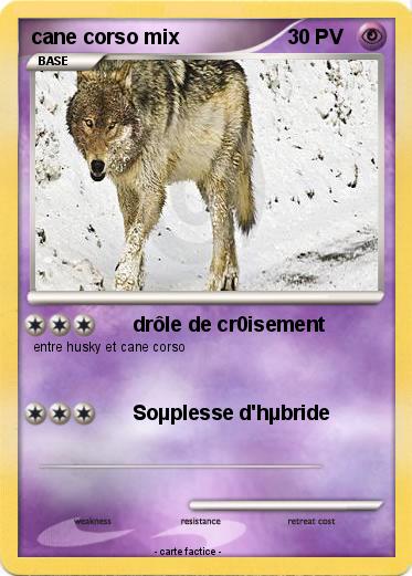 Pokemon cane corso mix