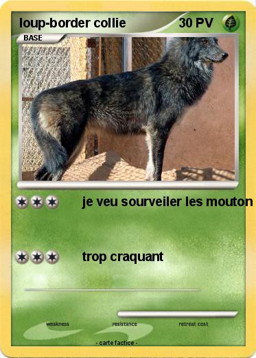 Pokemon loup-border collie