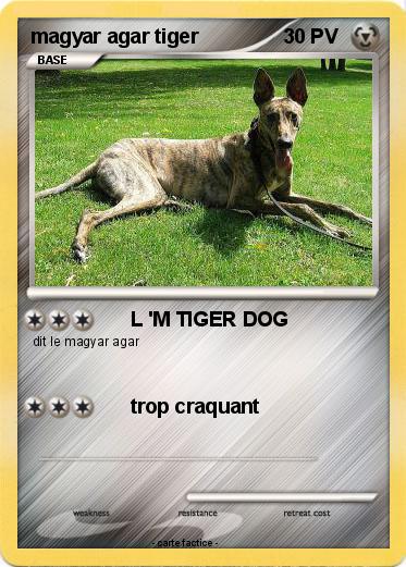 Pokemon magyar agar tiger
