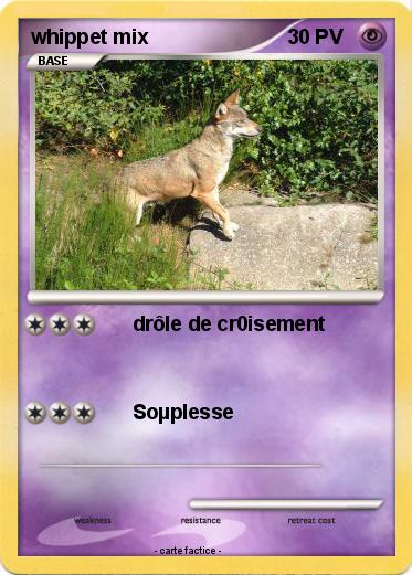 Pokemon whippet mix