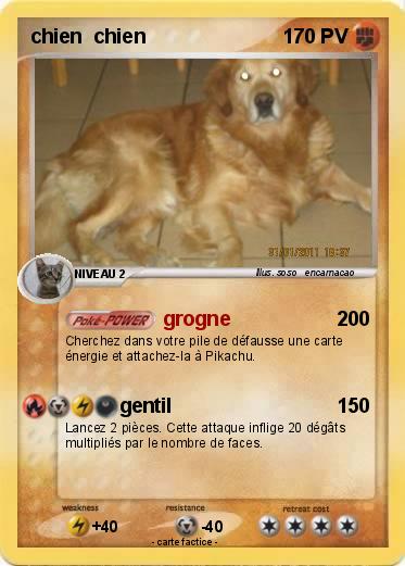 Pokemon chien  chien