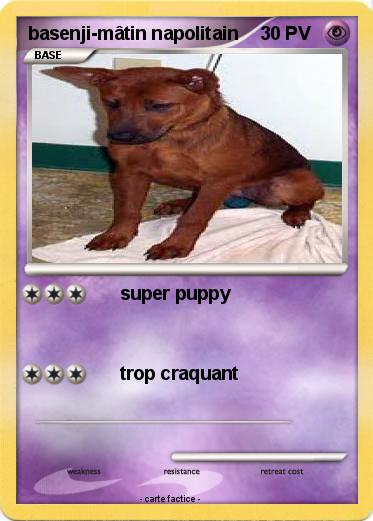Pokemon basenji-mâtin napolitain