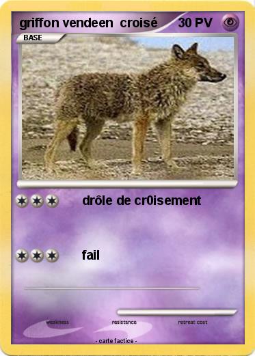 Pokemon griffon vendeen  croisé