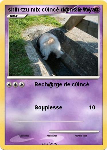 Pokemon shih-tzu mix c0incé d@ns le tuyau