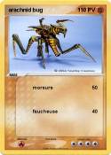 arachnid bug