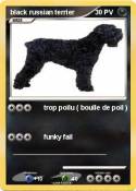 black russian terrier black russian