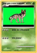 loup gris