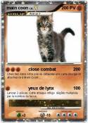 main coon