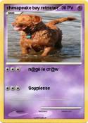 chésapeake bay retriever chésapeake bay