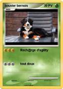 bouvier bernois bouvier bernois