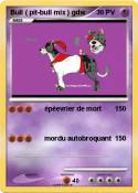 Bull ( pit-bull