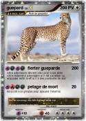 guepard
