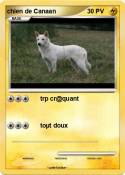 chien de Canaan
