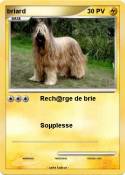 briard